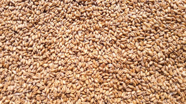 Grano Trigo Dorado Siendo Seco — Foto de Stock