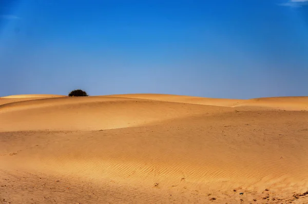 Далекое Дерево Пустыне Тар Пакистане — стоковое фото