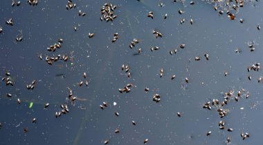 Kanalizasyon suyu yüzeyinde yüzen sivrisinekler