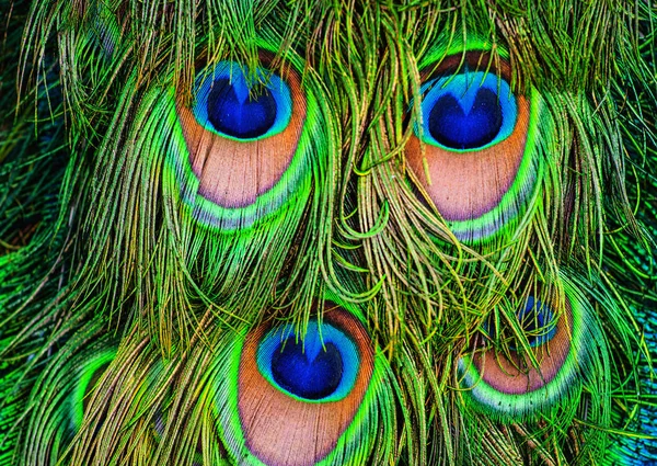 Augenförmiges Pfauenfedermuster — Stockfoto