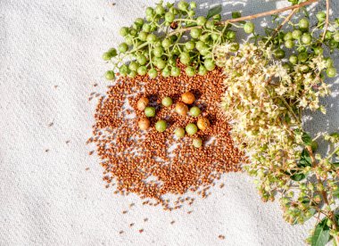 Mersin (Henna) tohum kapsüller ve çiçek şube 