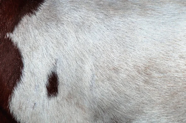 Textura Peluda Pele Vaca — Fotografia de Stock