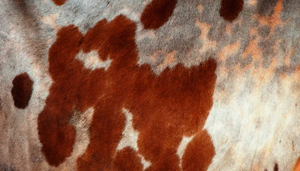 Pele Vaca Fundo Abstrato Textura — Fotografia de Stock