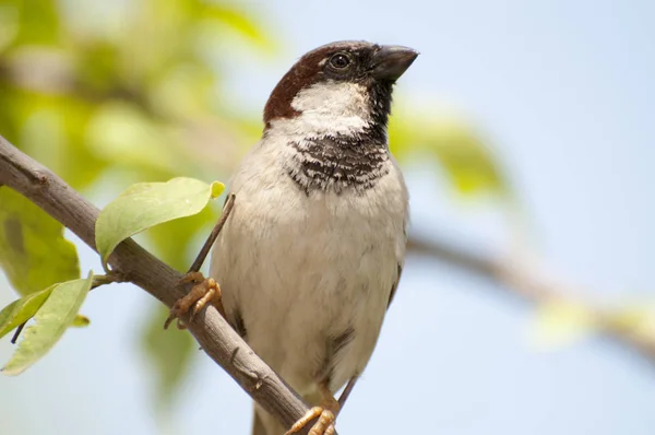 Wild Sparrow Branch Tree — Stock Photo, Image