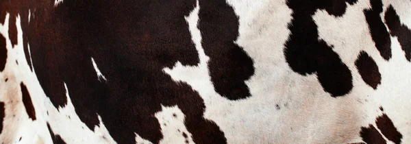 Fundo Abstrato Textura Pele Vaca — Fotografia de Stock