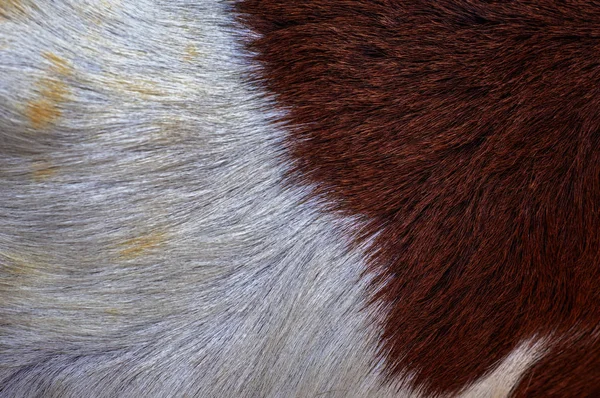Pele Cabra Textura Peluda — Fotografia de Stock