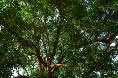 Ficus religiosa büyük ağacının dalları