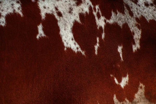 Cow Skin Textur Och Mönster — Stockfoto