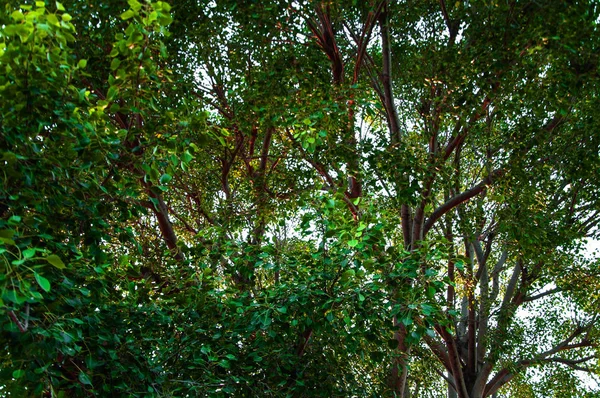 Zweige Des Ficus Religiosa Pipal Baumes — Stockfoto