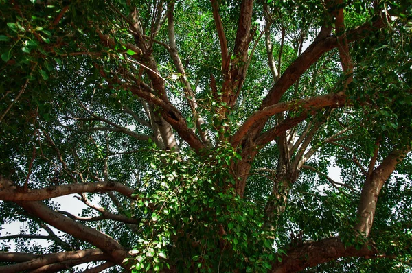 Ramuri Ale Marelui Copac Ficus Religiosa Cunoscut Sub Numele Pipal — Fotografie, imagine de stoc