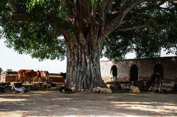巨大的菲库斯里利吉奥萨树下的牛 — 图库照片