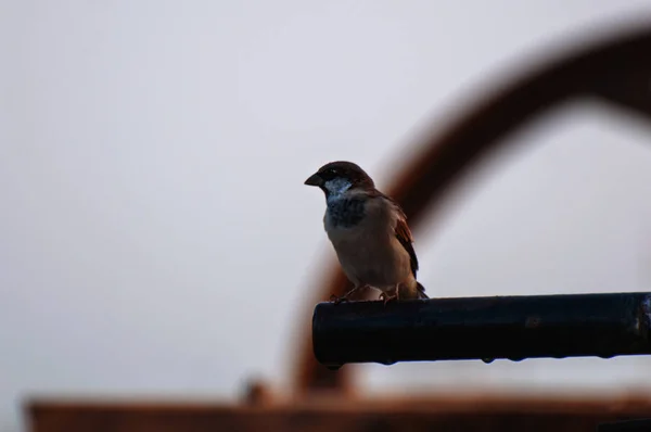 Trente Moineau Assis Sur Tuyau Rustique Dans Désert — Photo