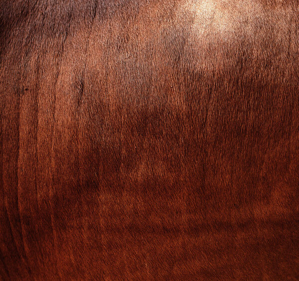 Кожа меха коричневая
 