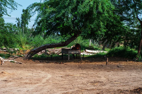 Pakistan, Asya 'nın yeşil kırsalında odun tepsisinden inek yiyor.