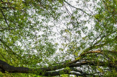 Ağaç gövdesi ve dallar silueti 
