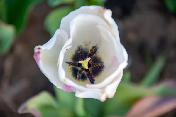 Stigmatisation Peals Une Tulipe Blanche — Photo
