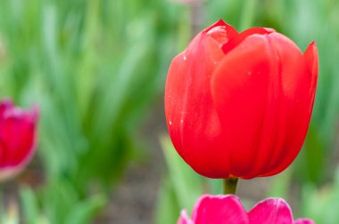 Yeşil arkaplanda kırmızı lale