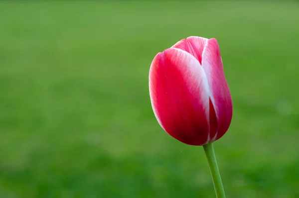 Розовый Белый Тюльпан Зеленом Фоне — стоковое фото