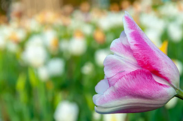 Tulipe Rose Blanche Sur Fond Flou — Photo