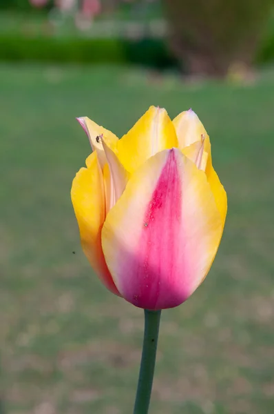 Tulipán Multicolor Sobre Fondo Borroso — Foto de Stock