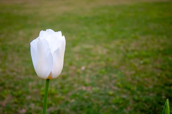Белый Тюльпан Поле — стоковое фото