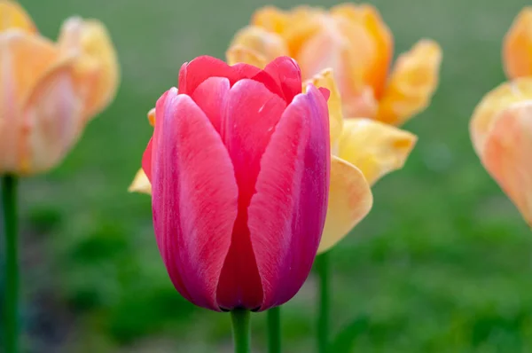 Розовые Желтые Тюльпаны — стоковое фото