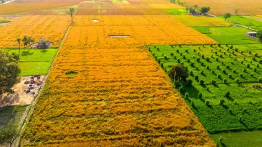 Buğday mahsulünün hava manzarası