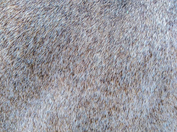 狐狸皮的绒毛质感 — 图库照片