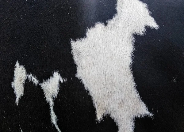Padrão Preto Branco Pele Animal — Fotografia de Stock