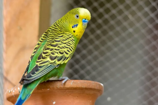 Colorido Loro Australiano Jaula — Foto de Stock