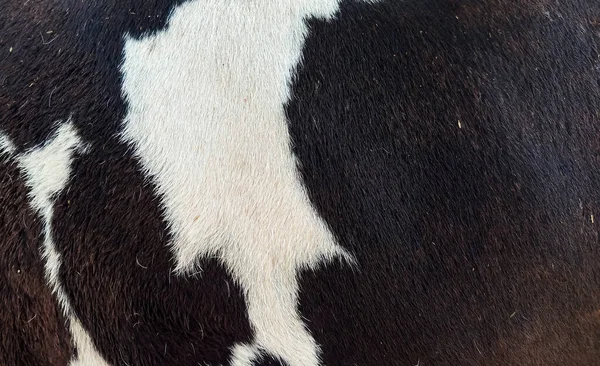 Pattern Fur — Stock Photo, Image