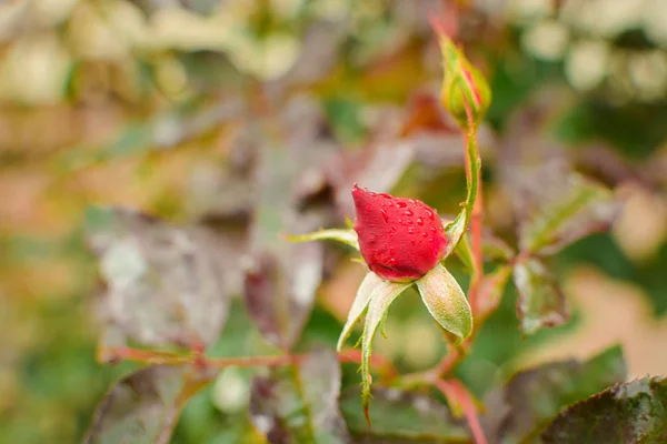 Ogenomskinlig Röd Rosenknopp Efter Regnet Droppar Närbild Med Suddig Bakgrund — Stockfoto