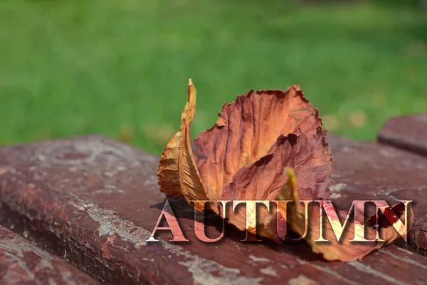 板栗的黄叶在长凳上 用块状油漆 有一个小的景深 有铭文秋天 — 图库照片