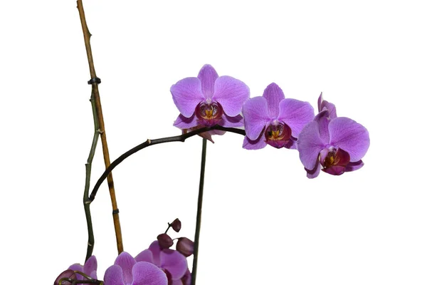 Orquídea Roxa Ramo Isolado Fundo Branco Levantada Casa Bambu Suporte — Fotografia de Stock