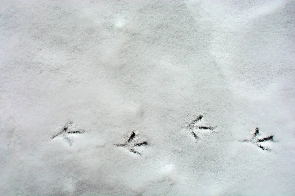 Footprints of birds in the snow on a horizontal line