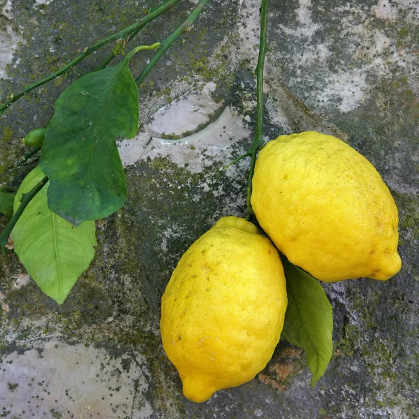 Italien Campania Amalfi Citroner Royaltyfria Stockbilder