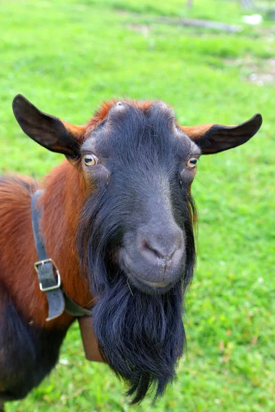 Portrait Chèvre Brune Dans Les Dolomites Italie — Photo