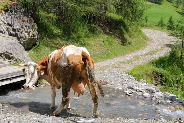 Vaca Prado — Foto de Stock