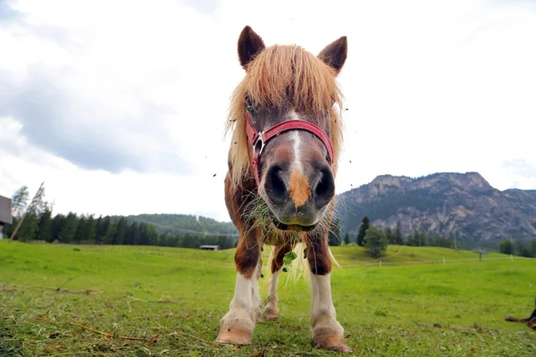 Pony Dolimite Italië — Stockfoto