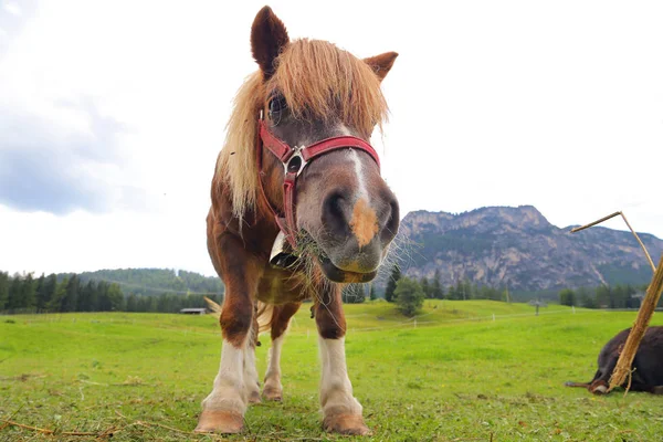 Pony Dolimite Italië — Stockfoto