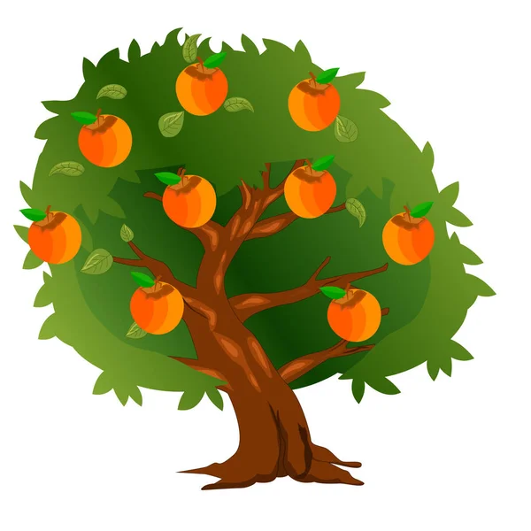 Persimmon δέντρο με τα φρούτα και τα πράσινα φύλλα — Διανυσματικό Αρχείο