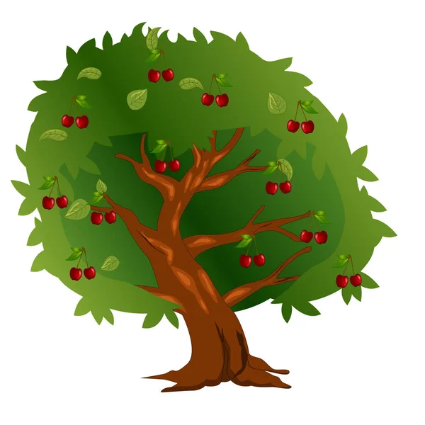 Kirschbaum mit Früchten und grünen Blättern — Stockvektor