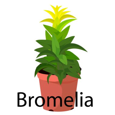 Bromelia pot ile yerküre, fidan, tencere için pembe çiçekler için.