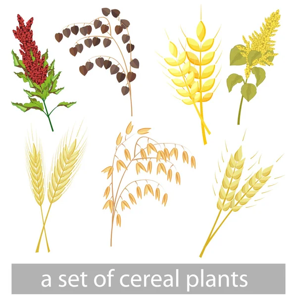 Un conjunto de diferentes cultivos de granos. Amaranto, kinoa, cebada, trigo sarraceno, trigo, avena, centeno — Vector de stock