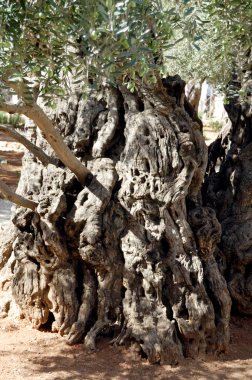 Gethsemane zeytin