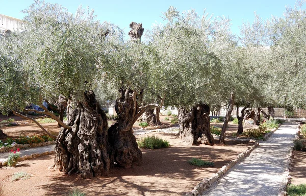 Gethsehříva olivová zahrada — Stock fotografie