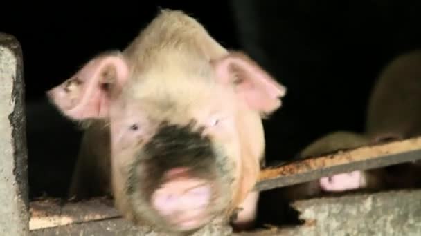 China Huanglou Yao Dorf Schweine Gehege — Stockvideo