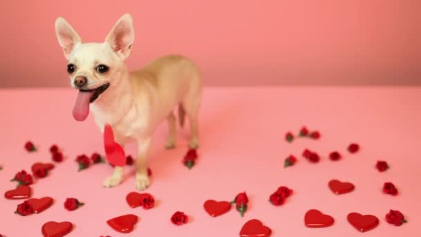 Chihuahua Und Herzformen Auf Rosa Hintergrund — Stockvideo