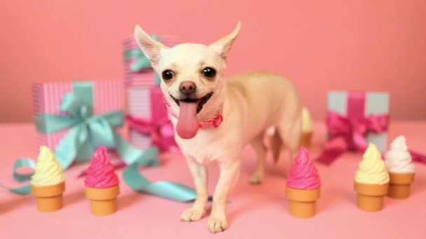 Chihuahua Regalos Cumpleaños Sobre Fondo Rosa — Vídeos de Stock