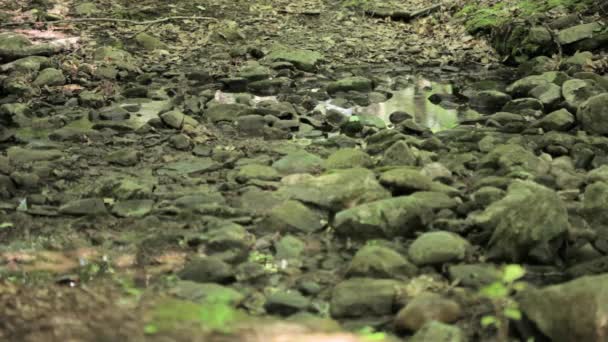 Ciclista Masculino Cavalgando Pela Floresta — Vídeo de Stock